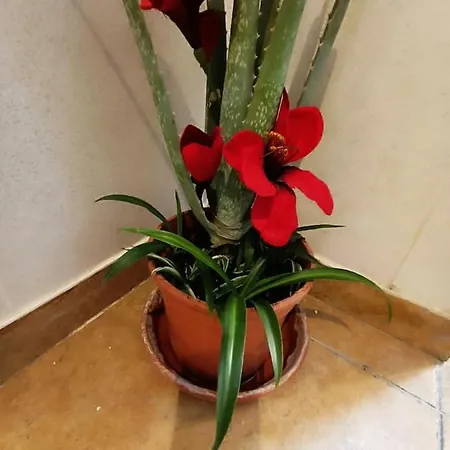 Corrala De San Anton. Arrayanes Apartment *