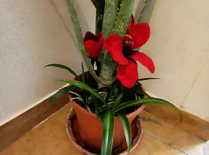 Corrala De San Anton. Arrayanes דירה *